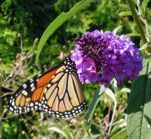 butterfly-bush-and-monarch-thumbnail