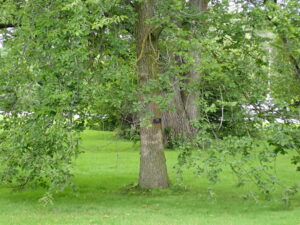 2022 Endangered Trees of the Dominion Arboretum